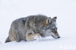 Grey Wolf (Canis lupus)