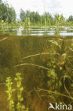 Wolfspoot (Lycopus europaeus)