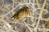 Song Thrush (Turdus philomelos)