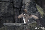 Guillemot