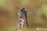 Zwarte heidelibel (Sympetrum danae)