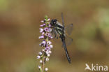 Zwarte heidelibel (Sympetrum danae)