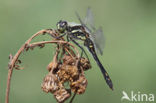 Zwarte heidelibel (Sympetrum danae)