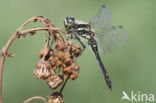 Zwarte heidelibel (Sympetrum danae)