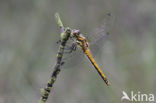 Zwarte heidelibel (Sympetrum danae)