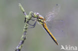 Zwarte heidelibel (Sympetrum danae)