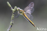 Zwarte heidelibel (Sympetrum danae)