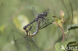 Zwarte heidelibel (Sympetrum danae)