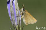 european skipper (Thymelicus lineola)