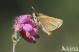 european skipper (Thymelicus lineola)