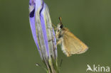 european skipper (Thymelicus lineola)