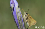 european skipper (Thymelicus lineola)