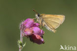 european skipper (Thymelicus lineola)