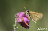 european skipper (Thymelicus lineola)