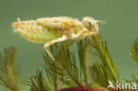 Zwervende heidelibel (Sympetrum fonscolombii)