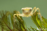 Zwervende heidelibel (Sympetrum fonscolombii)