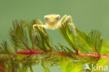 Zwervende heidelibel (Sympetrum fonscolombii)