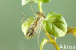 Zwervende heidelibel (Sympetrum fonscolombii)