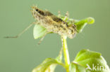 Zwervende heidelibel (Sympetrum fonscolombii)