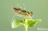 Zwervende heidelibel (Sympetrum fonscolombii)