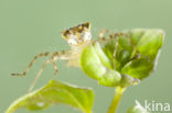 Zwervende heidelibel (Sympetrum fonscolombii)