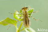 Red-veined Darter (Sympetrum fonscolombii)