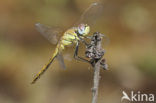 Zwervende heidelibel (Sympetrum fonscolombii)