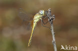 Zwervende heidelibel (Sympetrum fonscolombii)