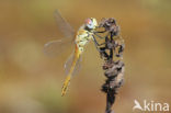 Red-veined Darter (Sympetrum fonscolombii)