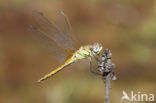 Zwervende heidelibel (Sympetrum fonscolombii)