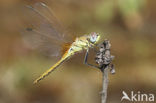 Zwervende heidelibel (Sympetrum fonscolombii)