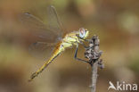 Zwervende heidelibel (Sympetrum fonscolombii)