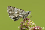 Grizzled Skipper (Pyrgus malvae)