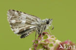 Grizzled Skipper (Pyrgus malvae)