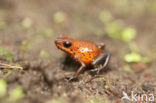 strawberry poison frog (Oophaga pumilio)