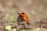 strawberry poison frog (Oophaga pumilio)