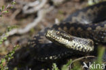 Common Viper (Vipera berus)