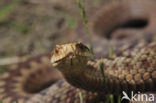 Common Viper (Vipera berus)