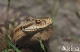 Adder (Vipera berus) 