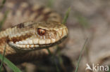 Adder (Vipera berus) 