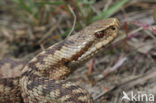 Common Viper (Vipera berus)