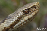 Common Viper (Vipera berus)