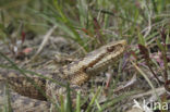 Common Viper (Vipera berus)