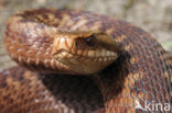 Adder (Vipera berus) 