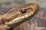 Adder (Vipera berus) 