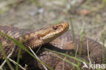 Adder (Vipera berus) 