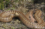 Common Viper (Vipera berus)