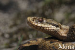 Common Viper (Vipera berus)