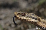 Adder (Vipera berus) 