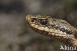 Common Viper (Vipera berus)